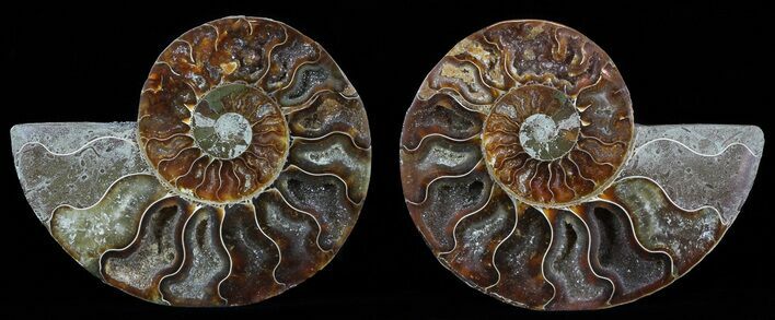 Polished Ammonite Pair - Agatized #51758